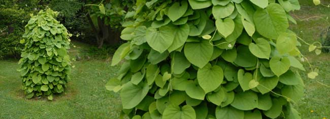 un arbre avec feuilles