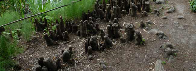 d'un cyprès chauve