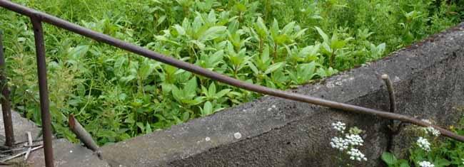 Plantes et mur 